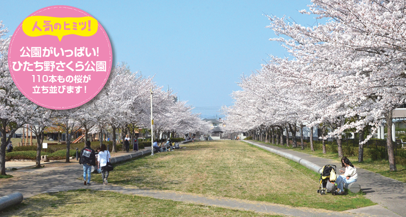 人気のヒミツ　公園がいっぱい　ひたち野さくら公園　110本もの桜が立ち並びます