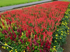 小坂花の会の花壇