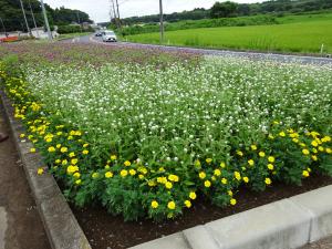 小坂花の会の花壇2