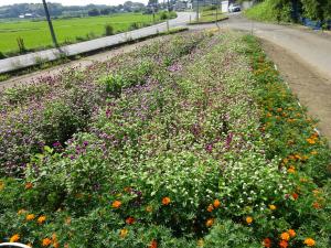 小坂花の会　花壇