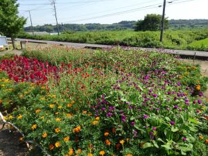 小坂花の会　花壇