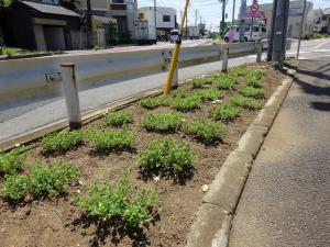 さくらの会　花壇