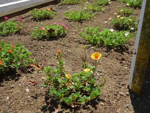 さくらの会　花壇