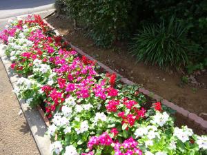 松ヶ丘自治会　花壇