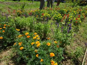 秋住団地フルールの会　花壇