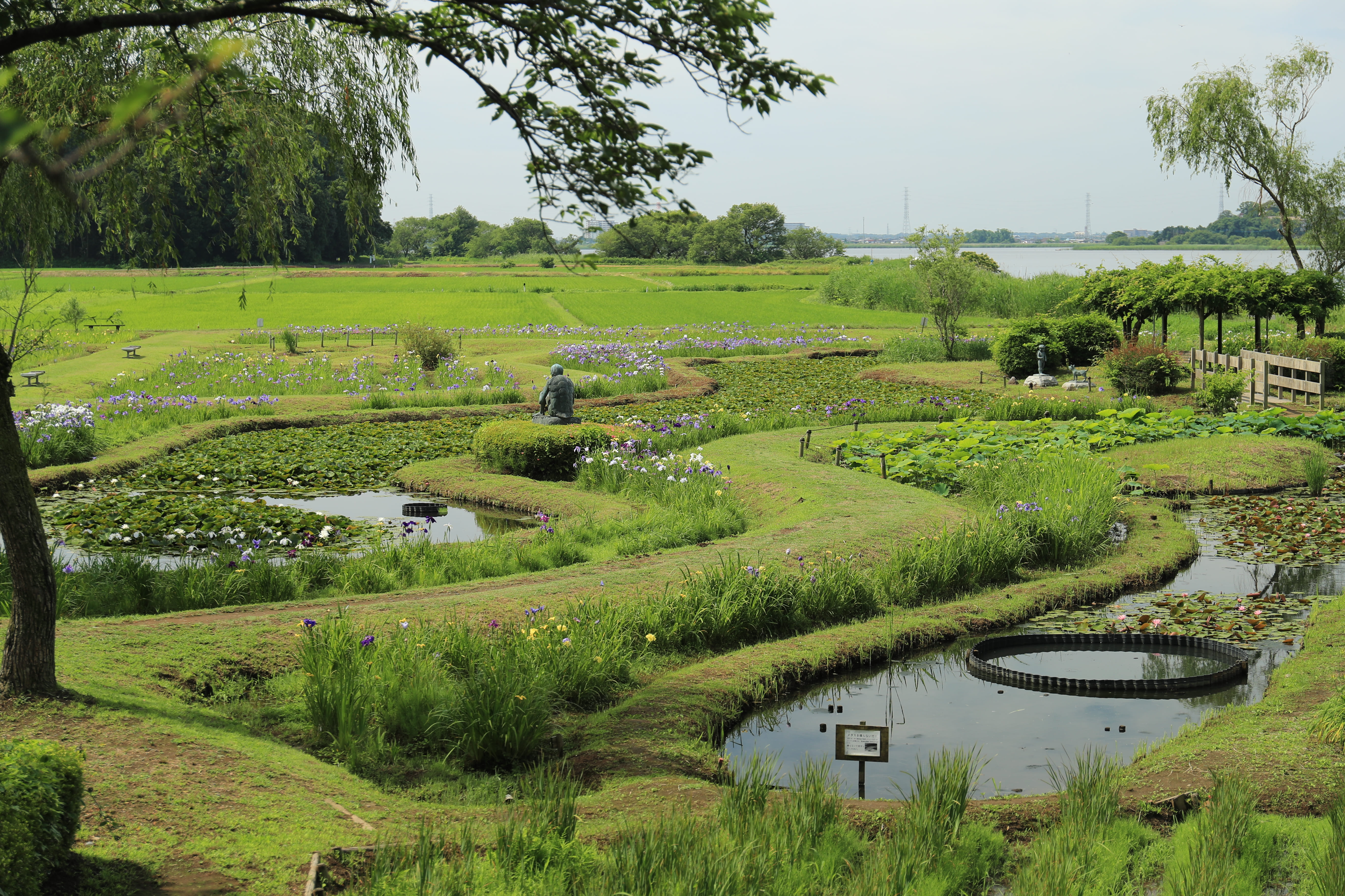 牛久市観光アヤメ園1