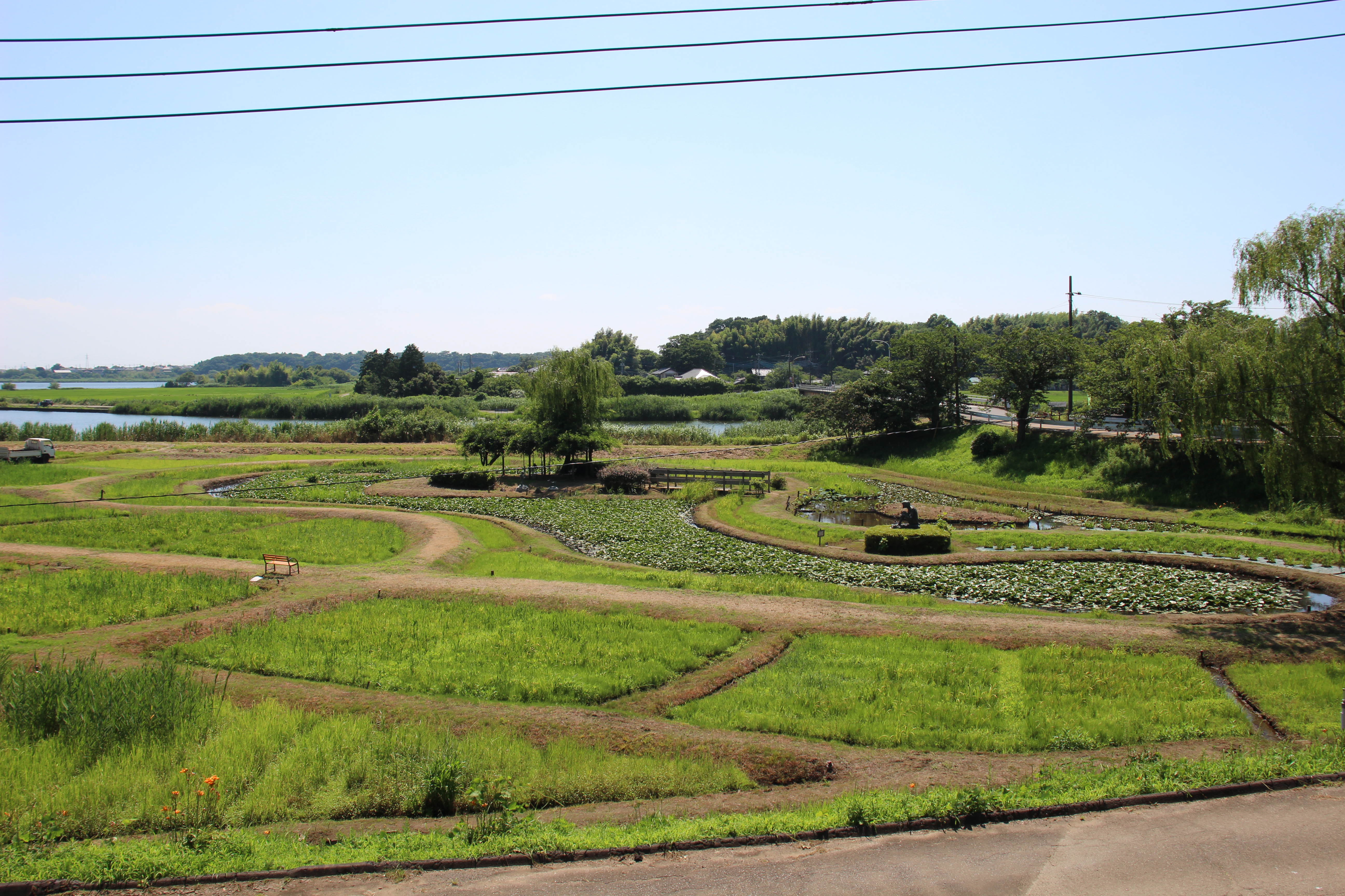 牛久市観光アヤメ園2