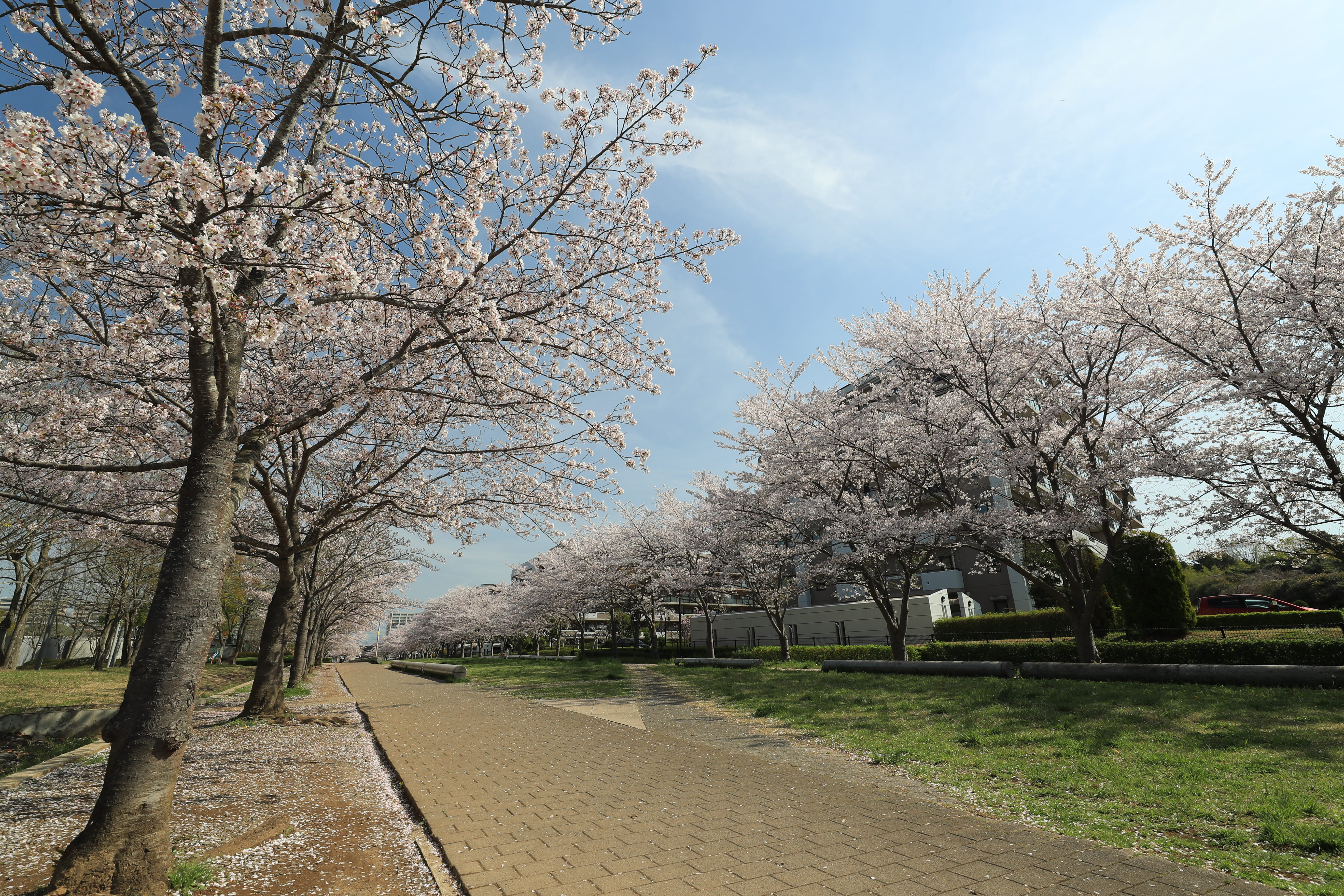 ひたち野さくら公園1