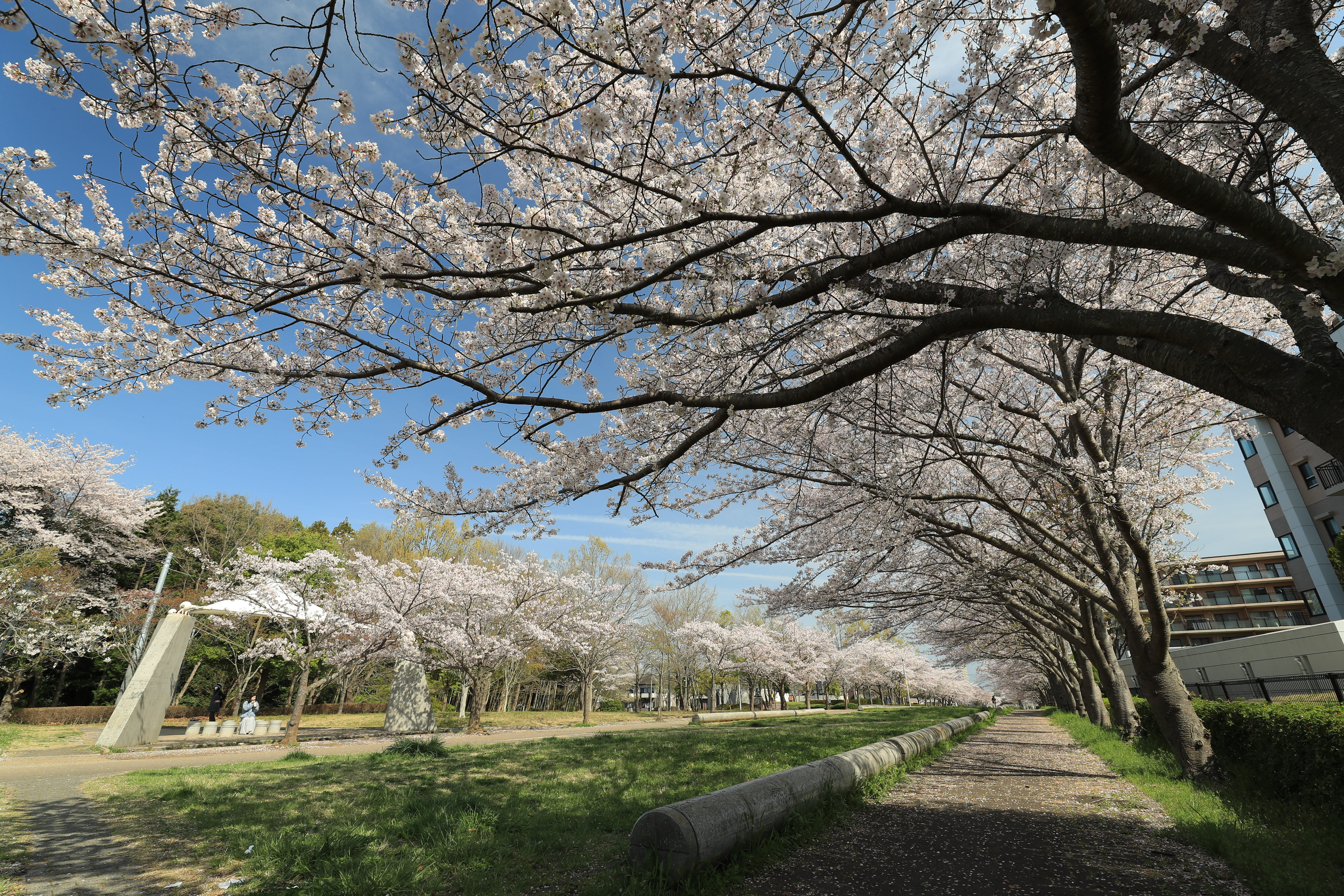 ひたち野さくら公園4