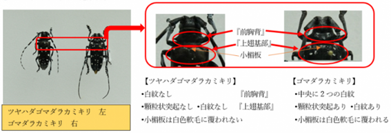 ツヤハダゴマダラカミキリの見分け方