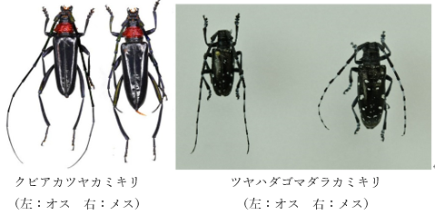 外来カミキリムシ