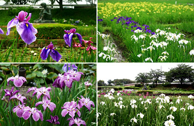 牛久市観光アヤメ園　写真