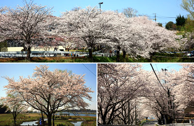 牛久市観光アヤメ園　桜の写真