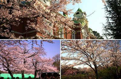 牛久シャトー　桜の写真