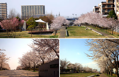 ひたち野さくら公園　写真