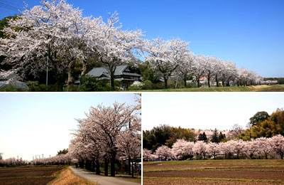 稲荷川外堤 桜の写真