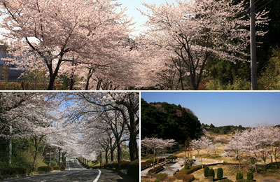 筑波南奥原工業団地　桜の写真