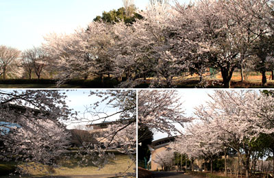 牛久運動公園　桜の写真