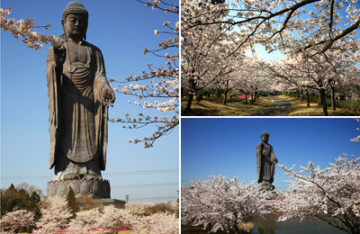 牛久大仏　桜の写真