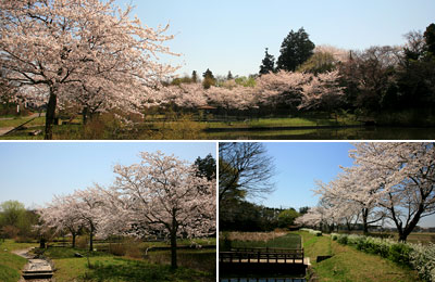 上池親水公園　桜の写真