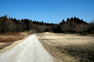 自然観察の森