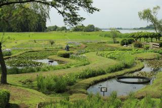 牛久市観光アヤメ園