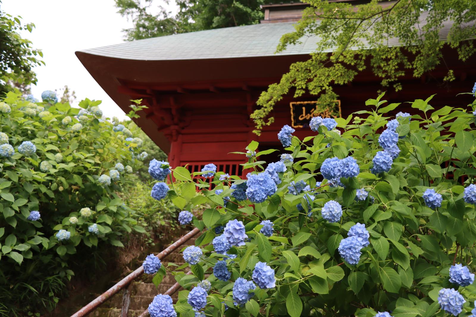 観音寺