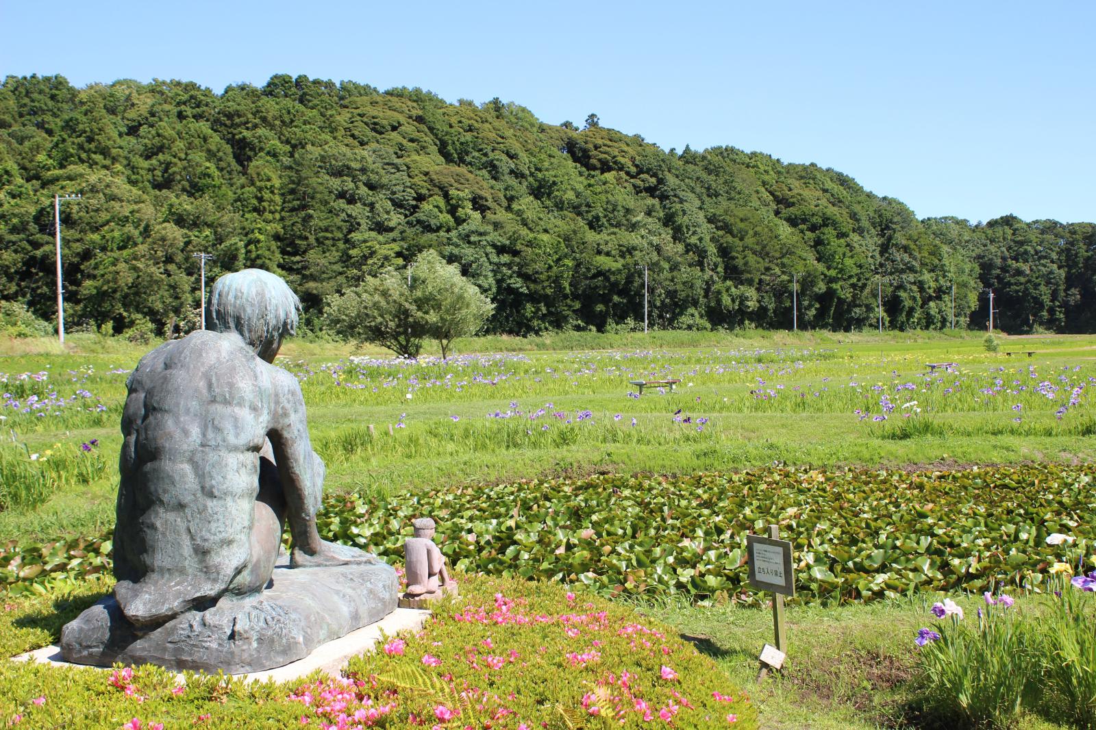 アヤメ園